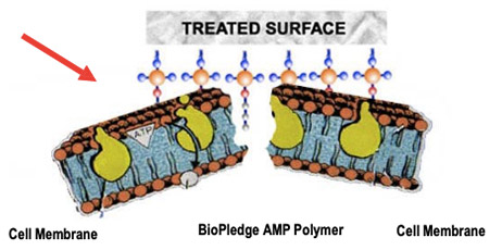 Bio Pledge AMP Polymer